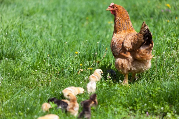 Hühner mit Babys — Stockfoto