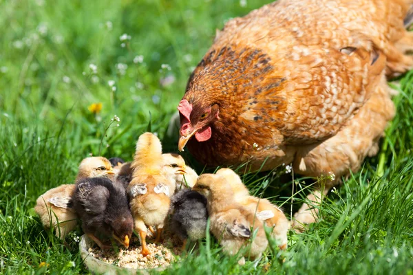 Chicken with babies — Stock Photo, Image