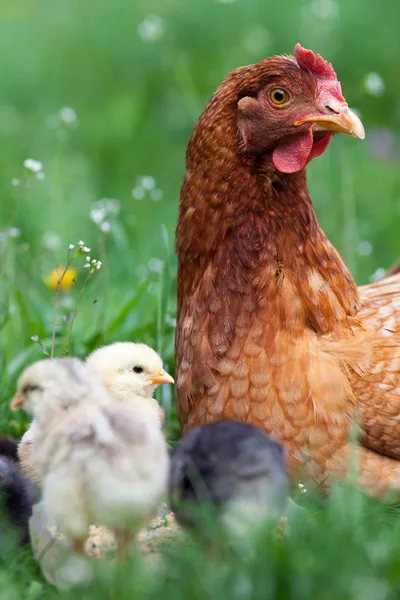 아기와 함께 치킨 — 스톡 사진