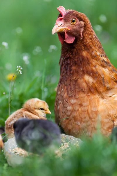 Kurczak z dziećmi — Zdjęcie stockowe