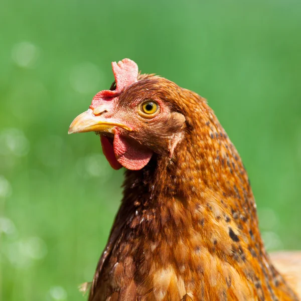 갈색 닭 근접 촬영 — 스톡 사진