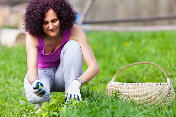 Young woman picking nettles in a basket — Stock Photo, Image