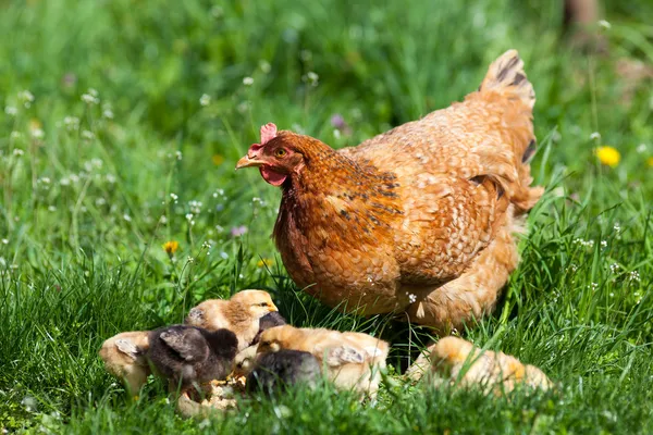 Chicken with babies Royalty Free Stock Photos