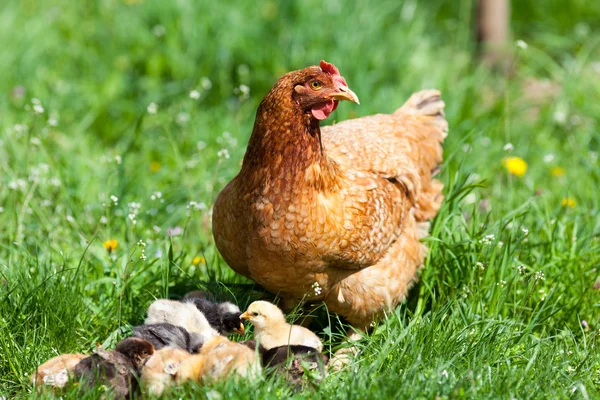 Chicken with babies Stock Photo