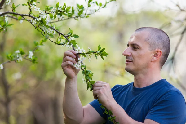 Landbouwingenieur controleren kersenboom bloemen — Stockfoto