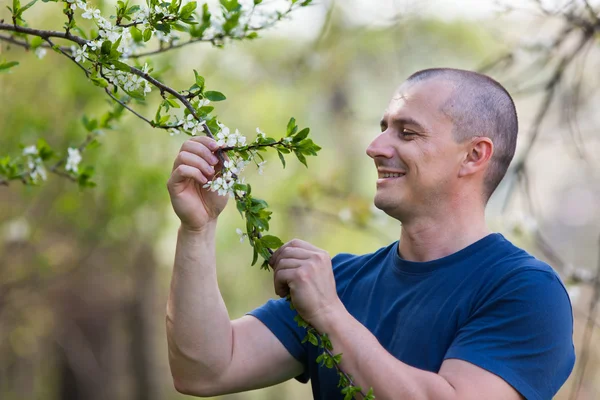 Landbouwingenieur controleren kersenboom bloemen — Stockfoto