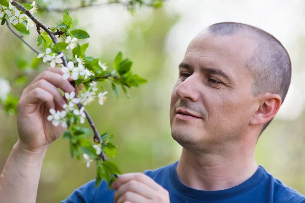 Agronom kontrollera körsbärsträd blommor — Stockfoto