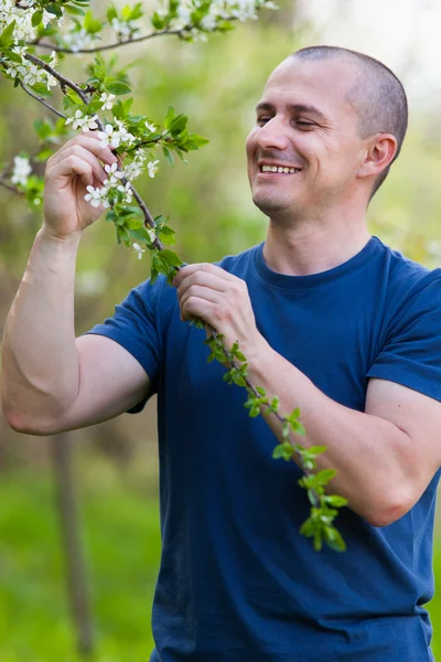 Agronom überprüft Kirschbaumblüten — Stockfoto