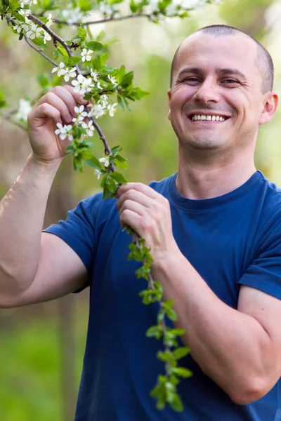 Agronomista verificando flores de cerejeira — Fotografia de Stock