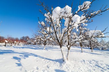 Orchard under snow clipart