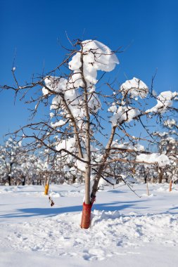 Orchard under snow clipart