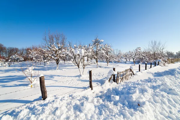 Sad w śniegu — Zdjęcie stockowe