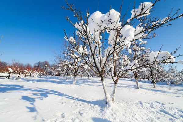 Orchard onder de sneeuw — Stockfoto