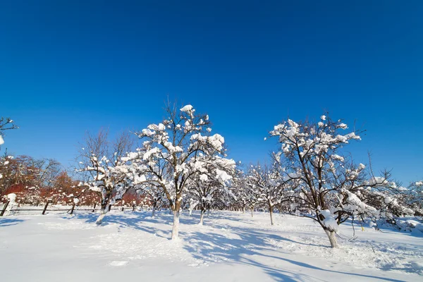 Obstgarten unter Schnee — Stockfoto