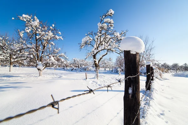 Orchard under snö — Stockfoto