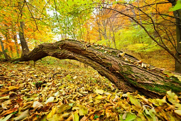 Fallen дерево — стокове фото