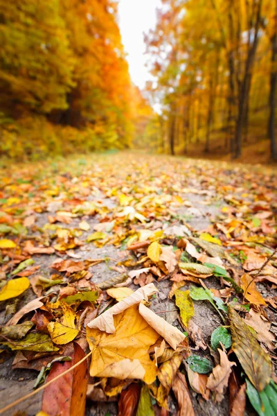 Primo piano su strada attraverso la foresta — Foto Stock