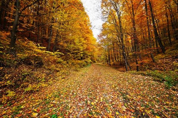 Drumul prin pădure — Fotografie, imagine de stoc