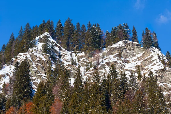 Çam ormanı ile dağ — Stok fotoğraf