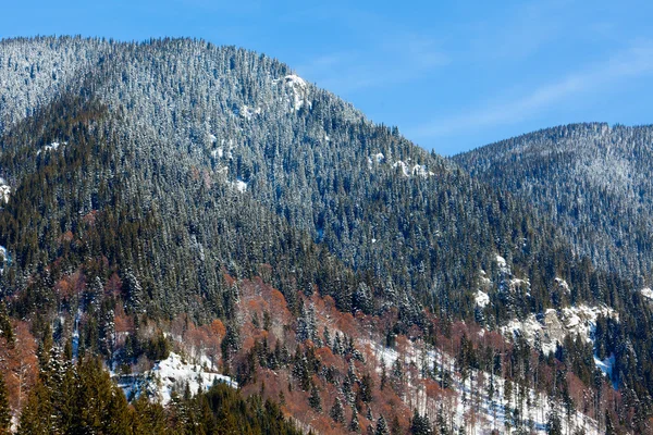 Hora s borovým lesem — Stock fotografie