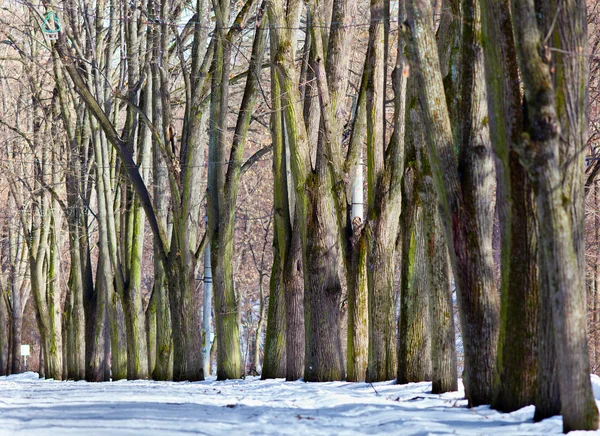 Каштановые деревья в парке — стоковое фото