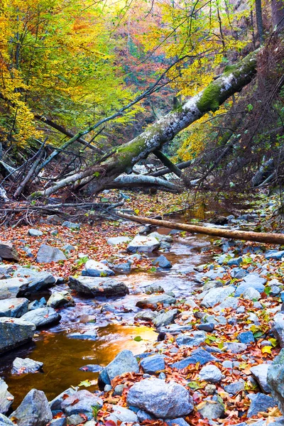 Creek en bos in de bergen — Stockfoto