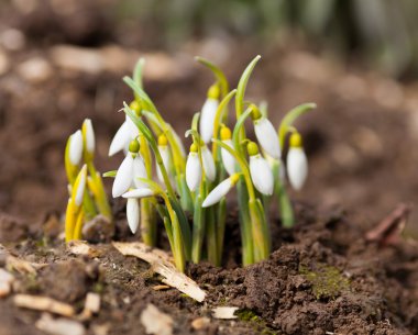 Kardelen çiçek (Galanthus) açık