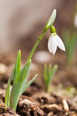 Snowdrop flowers (Galanthus) outdoor clipart