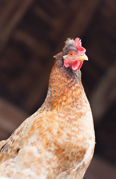 Vértes egy csirke — Stock Fotó