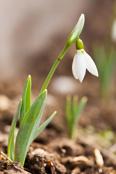 Snowdrop flowers (Galanthus) outdoor — Stock Photo, Image