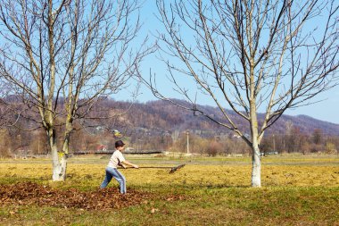 Kid cleaning in an walnut orchard clipart