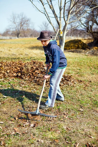 Kid cleaning in an walnut orchard — Stock Photo, Image