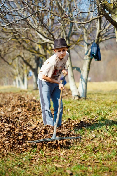 Kid schoonmaken in een boomgaard walnoot — Stockfoto