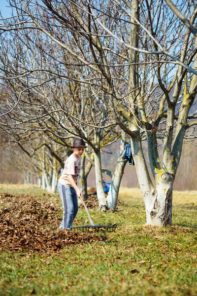 Çocuk bir ceviz meyve bahçesinde temizlik — Stok fotoğraf