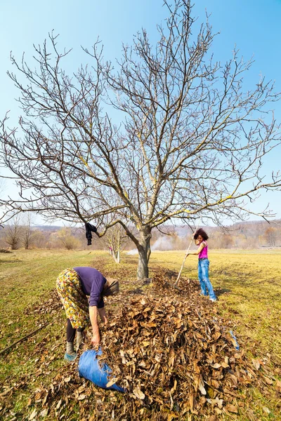 Moeder en dochter werken in een boomgaard — Stockfoto