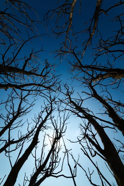 Spooky branches seen from below — Stock Photo, Image