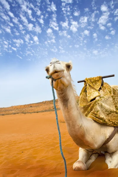 Kamel — Stockfoto