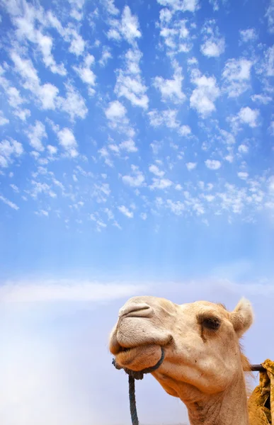 stock image Camel