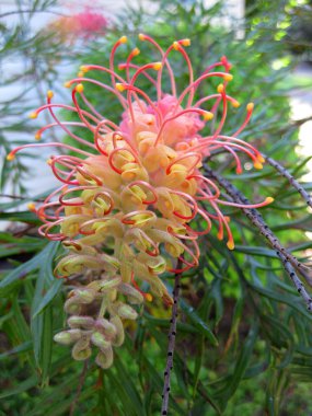 grevillia clipart