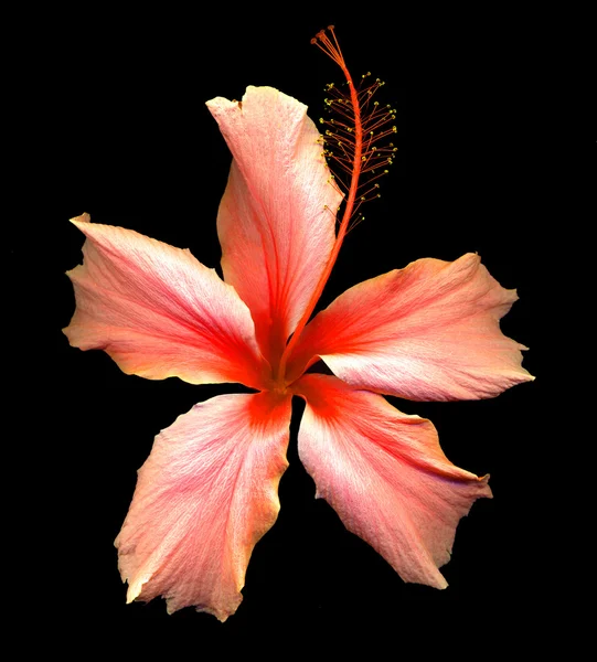 Hibisco — Fotografia de Stock