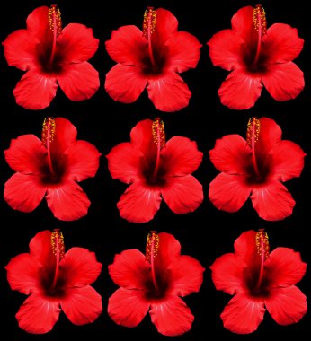 Hibiscus clipart