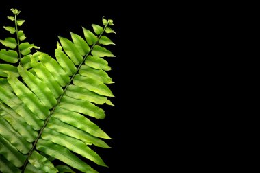 Fern fronds clipart