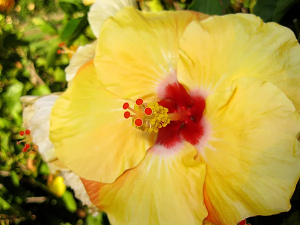 Hibiszkusz — Stock Fotó