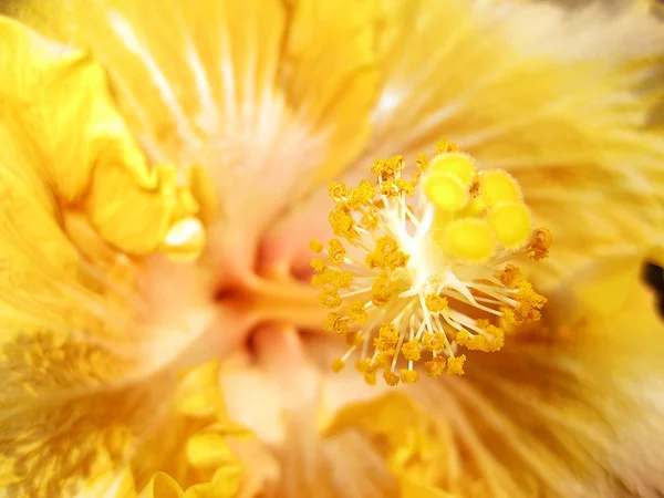 Hibiskus — Stockfoto