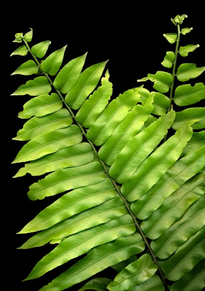 고 사리 잎 — 스톡 사진