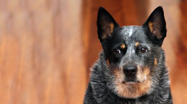 Cattle dog clipart