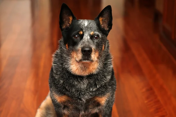 Büyükbaş hayvan köpek — Stok fotoğraf