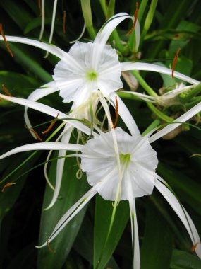 White spider lily with green leaves clipart