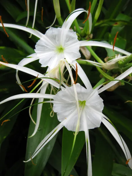 Fehér pók liliom, zöld levelekkel — Stock Fotó