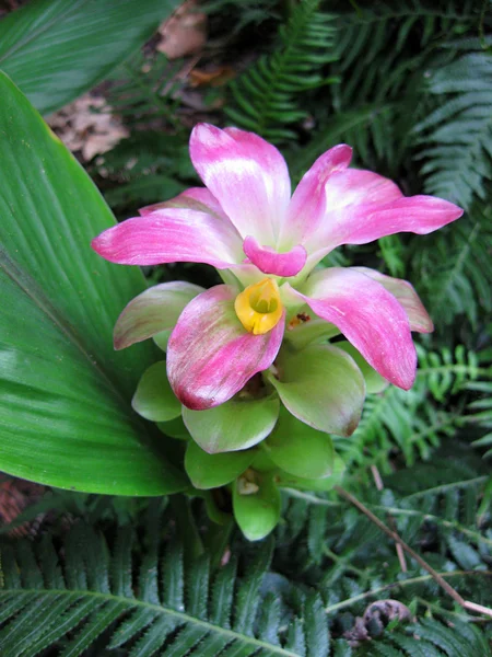 Flores tropicales en el entorno del jardín — Foto de Stock